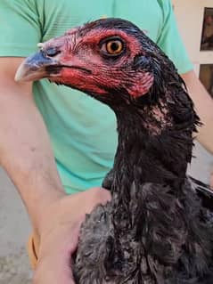 bannet pakoye female