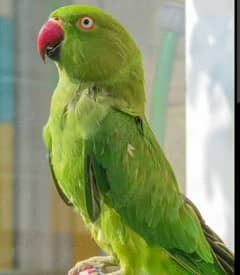active male parrot