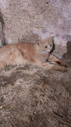 40 days pregnant female available for sale