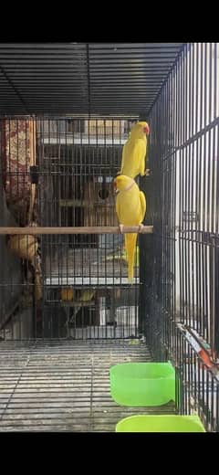 Yellow And White Breeder pair Nail tail fly all ok