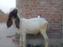 chatra