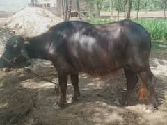 Buffalo female Eid Qurbani