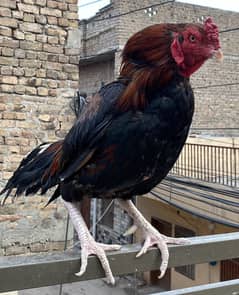 Aseel amroha male for sale