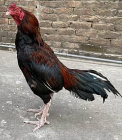 Aseel amroha male for sale