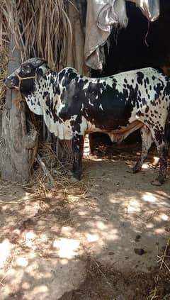 Cholistani Bull 2 Daant for Qurbani