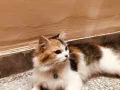 Cute persian cat for sale