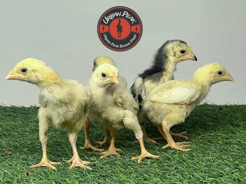 Shamo Chicks | king size shamo | o shamo | german shamo chicks 1