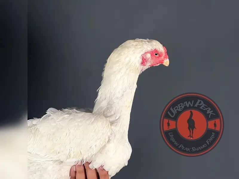 Shamo Chicks | king size shamo | o shamo | german shamo chicks 9