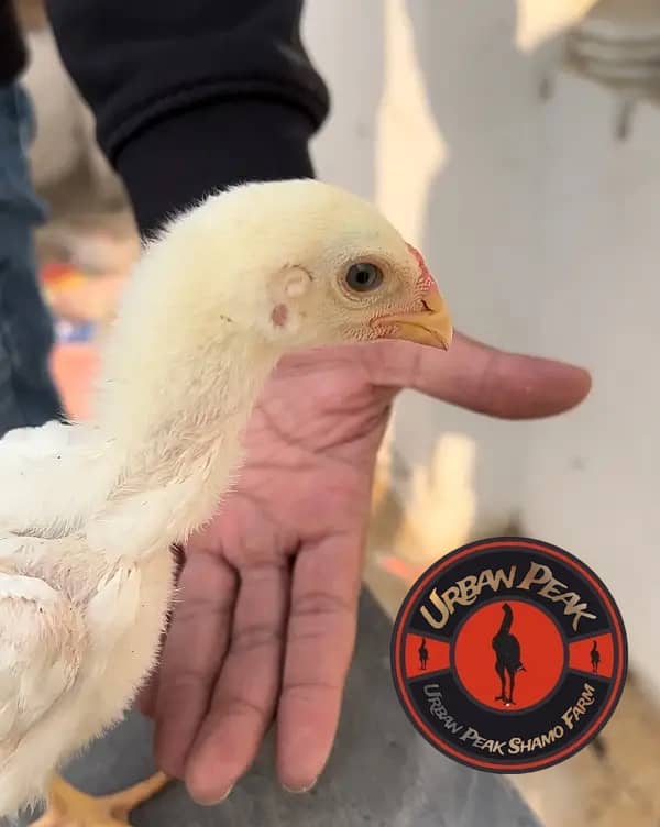 Shamo Chicks | king size shamo | o shamo | german shamo chicks 18