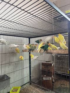 love birds