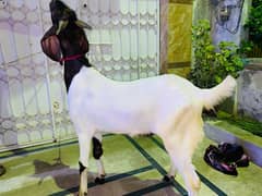 Bakray for sale