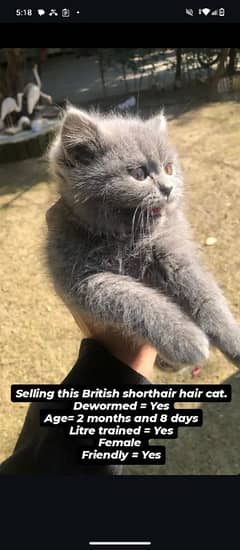 British