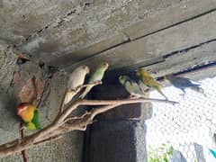lovebirds and Australian