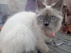 Persain regdoll cat mix
