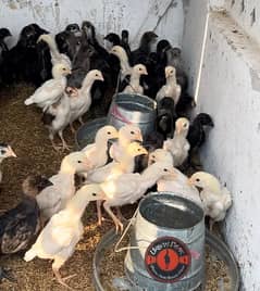 White O Shamo Chicks | King Shamo | Shamo Black | shamo chicks | hope