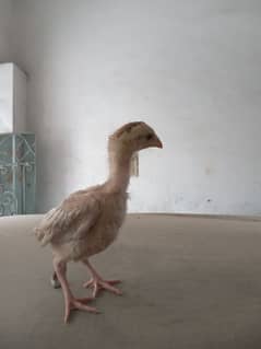 Aseel mianwali aseel for sale 4 chicks available