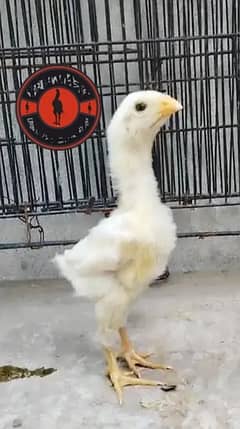Shamo Chicks | Chicks | Shamo Black | Hope land | Aseel | Fancy Birds