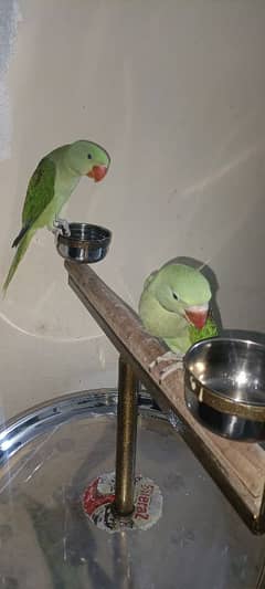 Male raw parrots
