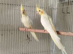 Cockatail pairs 0321.7242445