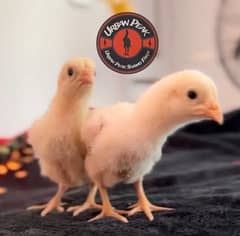 Shamo Chicks Premium | hen | Shamo Black | gausia | Aseel | Fancy Bird