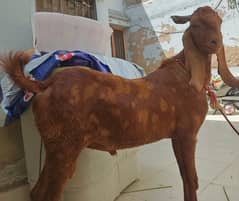 2 Bakra for Eid