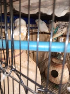 Budgies