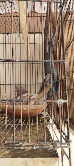 Amberseriya Breeder Pair With Eggs