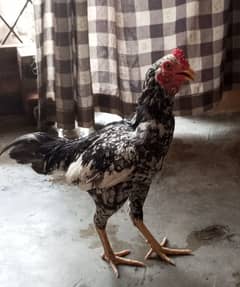 Aseel male for sale