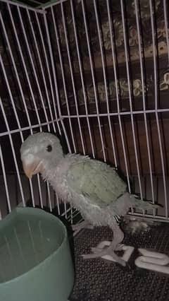 ringneck