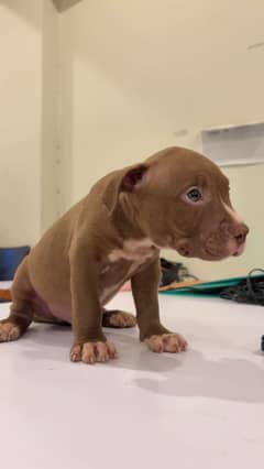 Pitbull for sale pure bread 2.5 months vaccinated