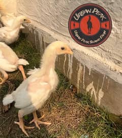 White O Shamo Chicks | King Shamo | Shamo Black | shamo | Aseel