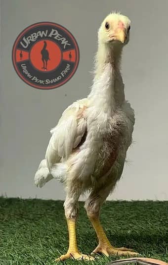 White O Shamo Chicks | King Shamo | Shamo Black | shamo | Aseel 5