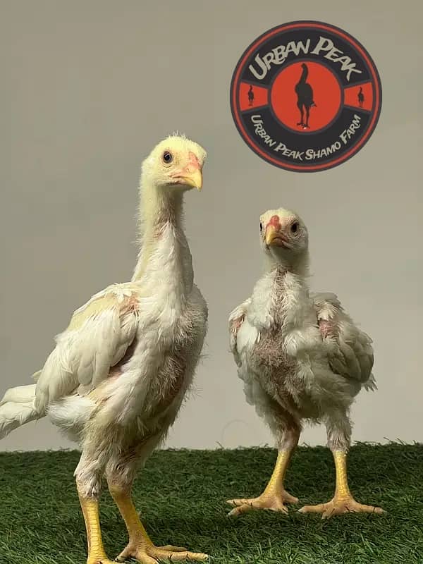 White O Shamo Chicks | King Shamo | Shamo Black | shamo | Aseel 6