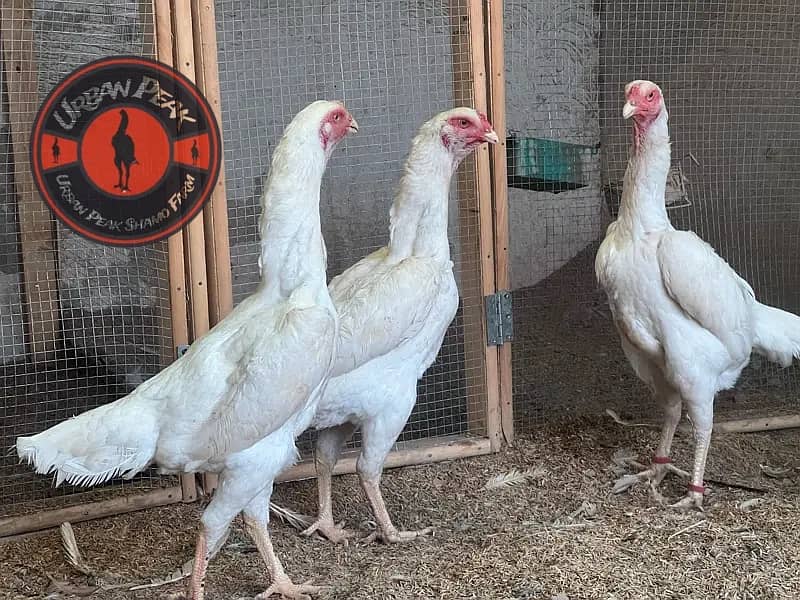 White O Shamo Chicks | King Shamo | Shamo Black | shamo | Aseel 9