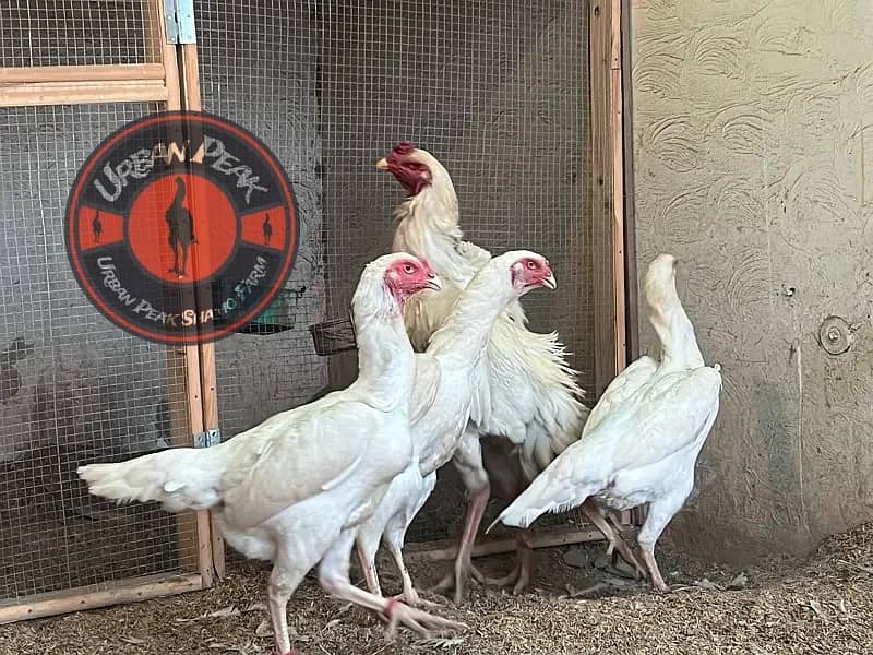 White O Shamo Chicks | King Shamo | Shamo Black | shamo | Aseel 10