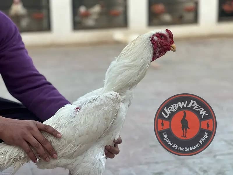 White O Shamo Chicks | King Shamo | Shamo Black | shamo | Aseel 11