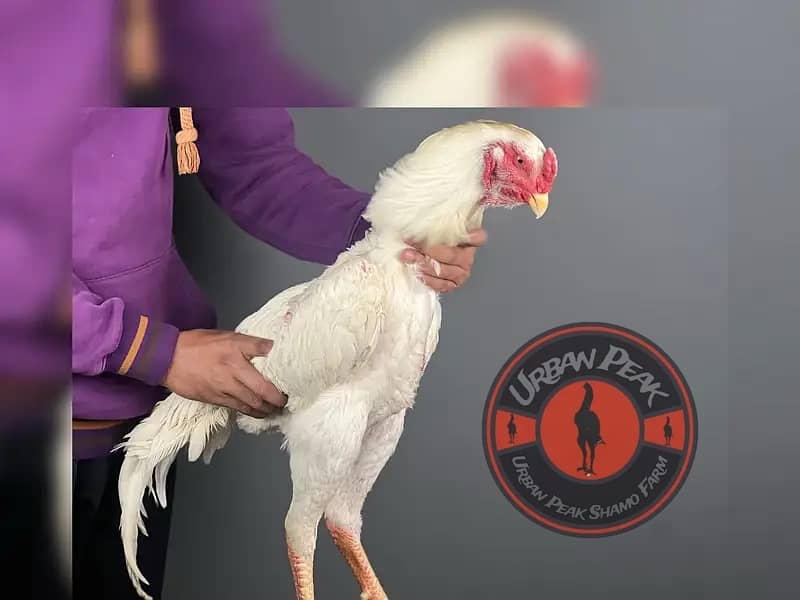 White O Shamo Chicks | King Shamo | Shamo Black | shamo | Aseel 12
