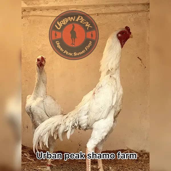 White O Shamo Chicks | King Shamo | Shamo Black | shamo | Aseel 15