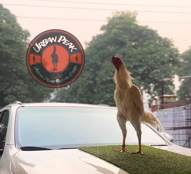 White O Shamo Chicks | King Shamo | Shamo Black | shamo | Aseel 16