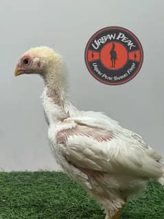 White Shamo Chicks | Chicks | Shamo Black | Hope land | Aseel | Fancy