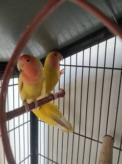 Love Bird's healthy and active Pairs