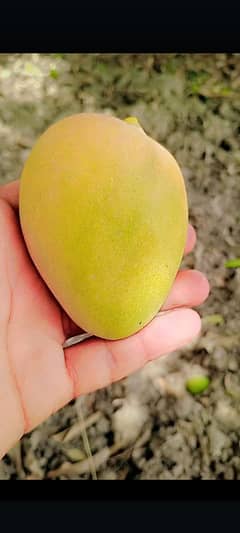 Mango