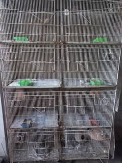 Java Breeder Pair