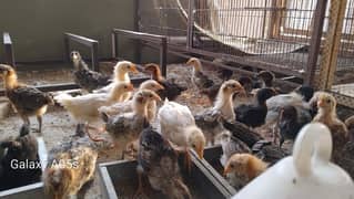 Choozay Misri Hen Chicks