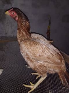 Aseel pair with chick Aseel hens. Aseel chick super quality