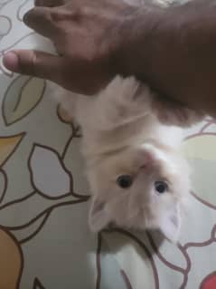 Pure persian cute kittens, Triple Coat