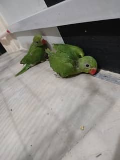 ring neck 2 month chicks