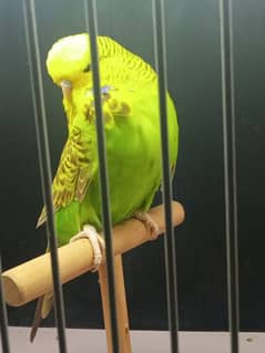 exhibition budgies