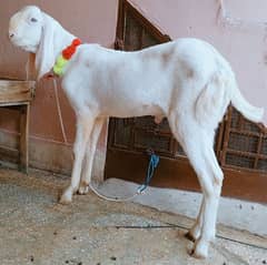 rajanpuri