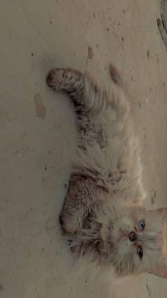 persian female